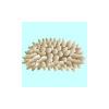 Bone Finger Coral