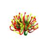 Bicolor Anemone