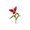Bicolor Barber Flower