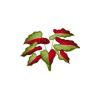 Bicolor Leafy Plant