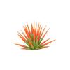 Bicolor Spike Plant