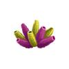 Bicolor Tube Coral