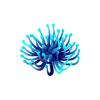 Blue Anemone