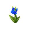 Blue Canna Flower