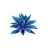Blue Cordyline