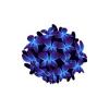 Blue and Purple Orchids