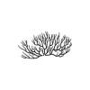 Black Coral