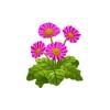 Pink Daisies