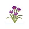 Purple Crocus