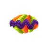 Tricolor Crocea Clam