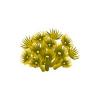 Yellow Colony Polyp
