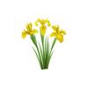 Yellow Iris