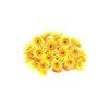 Yellow Sunflower Coral
