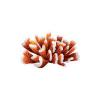 Antler Coral