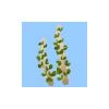 Madagascan Ocotillo