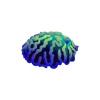 Twilight Cactus Coral
