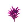 Feeding Cordyline
