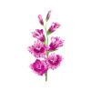 Pink Gladiolus Feeder