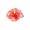 Rare Hibiscus Feeder