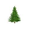 Evergreen