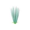 Glo-Lights Hairgrass