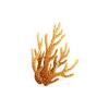 Realistic Coral  16