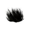 Maiden's Hair