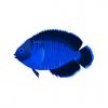 Blue Coral Beauty