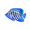 Blue Regal Angelfish