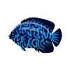 Brain Coral Angelfish