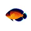 Coral Beauty Angelfish