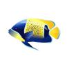 Blue Girdled Angelfish
