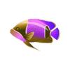 Gold Girdled Angelfish