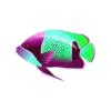 Pink Girdled Angelfish