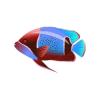 Red Girdled Angelfish