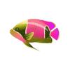Seagreen Girdled Angelfish