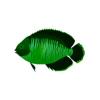 Green Coral Beauty