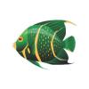 Green French Angelfish