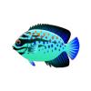 Icy Blue Angelfish