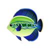 Key Lime Angelfish