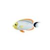 Masked Angelfish