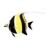 Moorish Idol