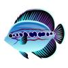 Ocean Spot Angelfish