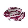 Raspberry Swirl Angelfish