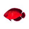 Red Coral Beauty