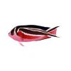 Red Ornate Angelfish