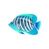 Azure Regal Angelfish