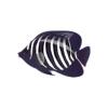 Black Regal Angelfish