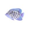Pearl Regal Angelfish