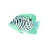 Persian Regal Angelfish